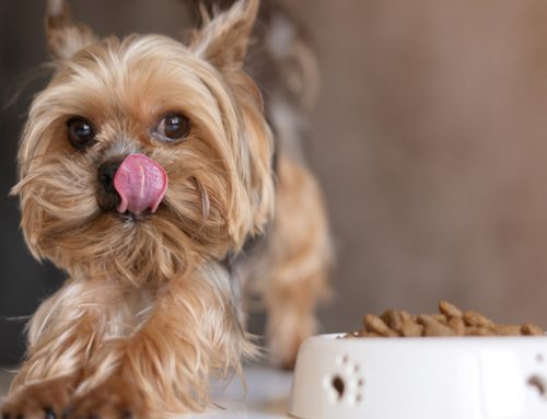 How to Feed Your Small Breed Dog