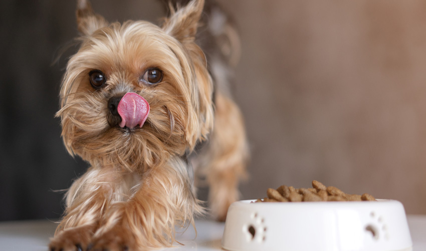 cute dog sticking tongue out