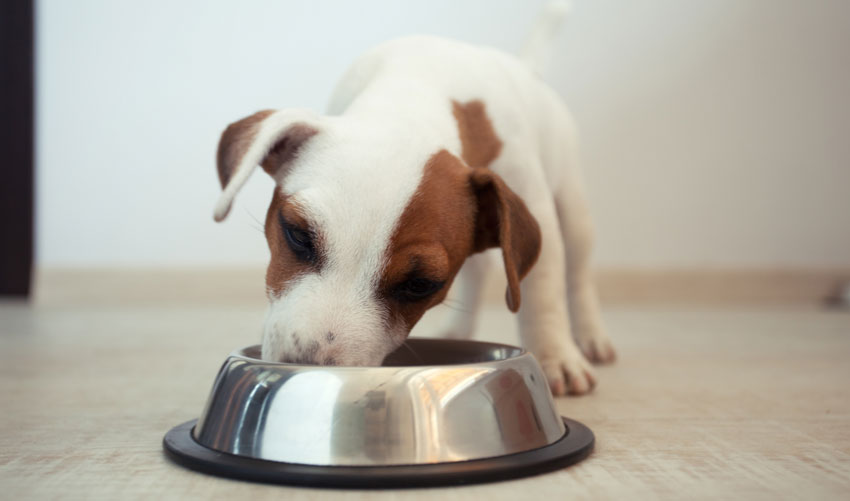 How Long Should I Feed My Dog Puppy Food? Dogs n Pawz