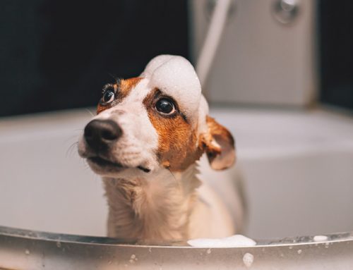 How Frequently Do I Need to Give My Dog a Bath?