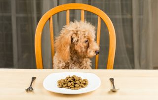 A bored and uninterested poodle puppy with a plate of kibbles on the table