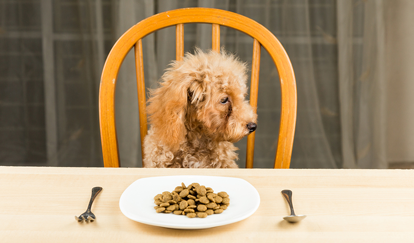 A bored and uninterested poodle puppy with a plate of kibbles on the table