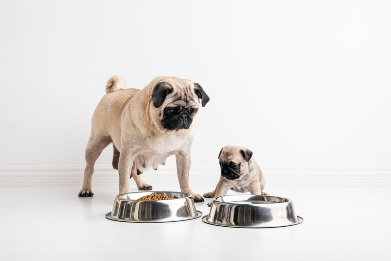 A six week old purebred pug puppy and it´s pug mother, in front of their water and food bowls.