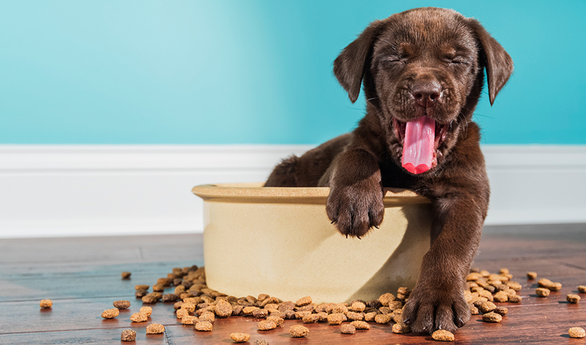 A yawning Chocolate Labrador puppy sitting in large dog bowl