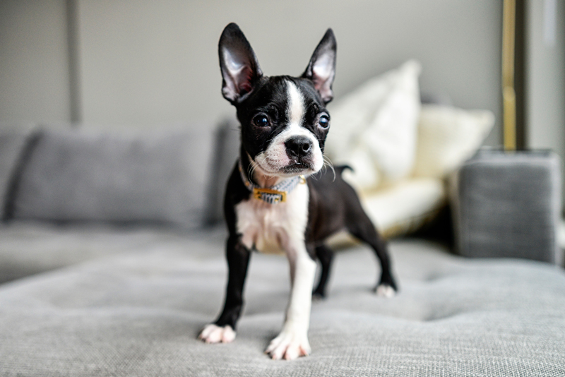 Black and White Puppy Boston Terrier with Big Ears on Gray Couch