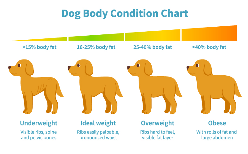 How do I help my overweight dog lose weight? Dogs n Pawz