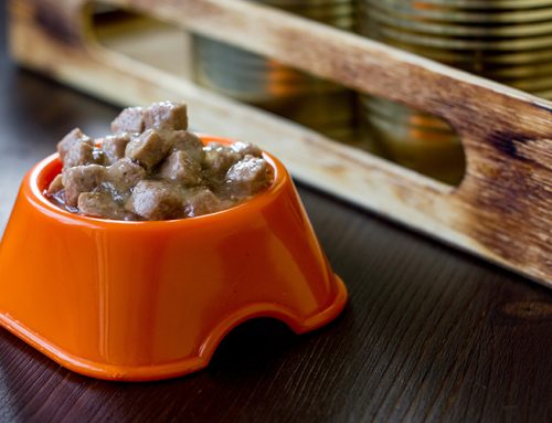 How much wet food should my dog eat?