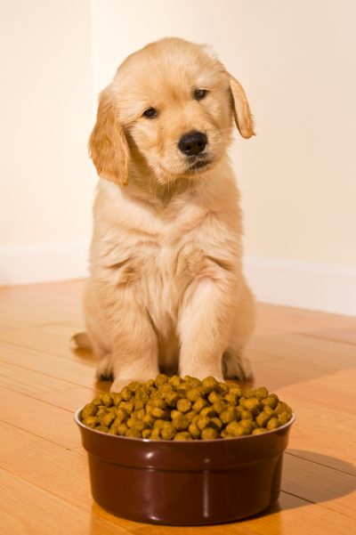 Golden Retriever puppy wait at food bowl