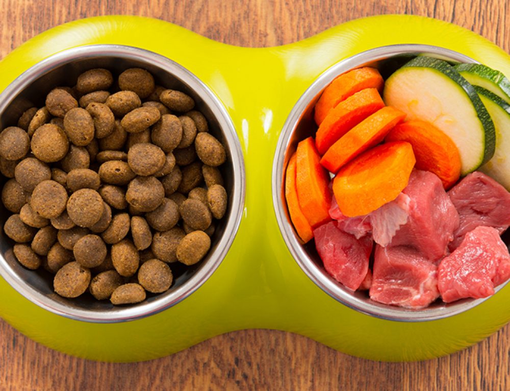 How Do I Make Dry Dog Food Tastier? Try These 14 Tips