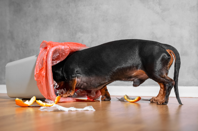 The black and tan dachshund rummaging in a home bin
