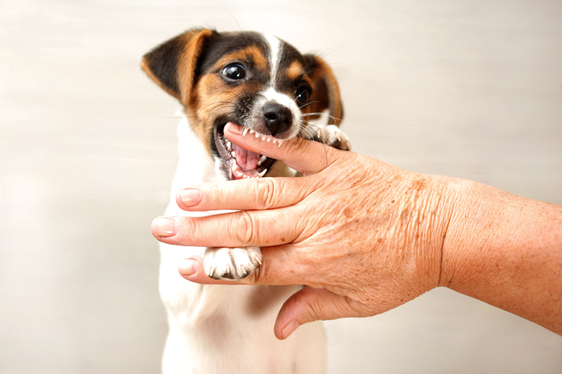 Two months old Jack Russell terrier puppy biting hand of old lady