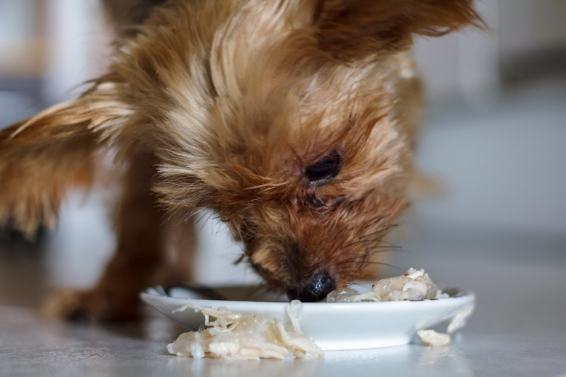 Yorkshire dog eating wet food