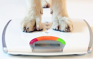 dog paws standing on bathroom scale