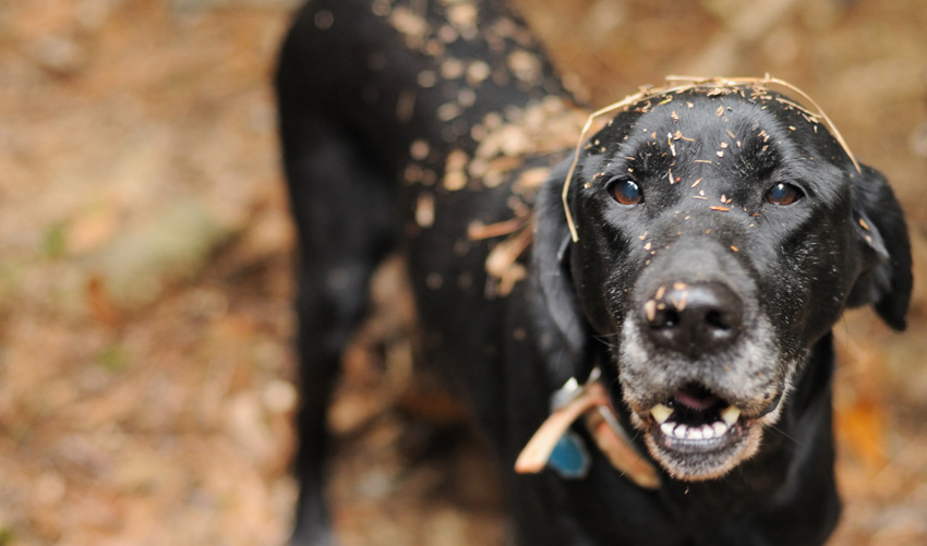 Old dog best sale eating poop