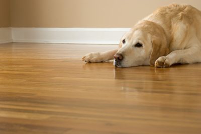 Why is My Senior Dog Losing Weight? - Dogs n Pawz